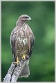 Saint Piat _17-05-2018-09-33-51_0388